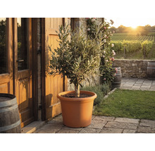 Olijfboom in een terracotta kunststof pot op een stenen terras voor een rustiek huis met wijngaarden op de achtergrond.