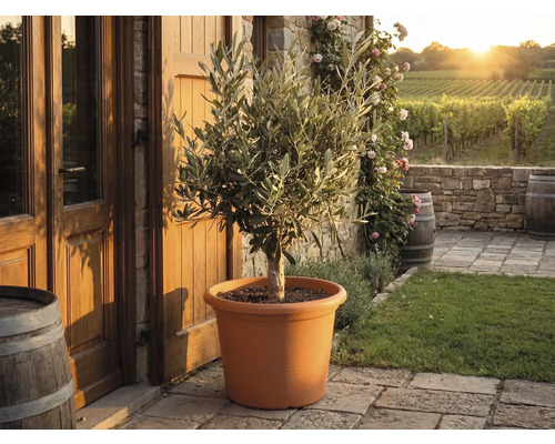 Olijfboom in een terracotta kunststof pot op een stenen terras voor een rustiek huis met wijngaarden op de achtergrond.