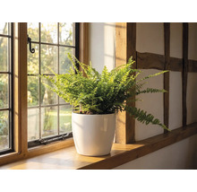 Een varen in een witte bloempot op een houten vensterbank naast een roedenvenster in een lichte kamer met vakwerk.