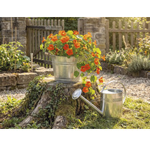 Verzinkte metalen emmer met oranje bloemen op een boomstam naast een zinken gieter in een lichte tuin met houten hek.