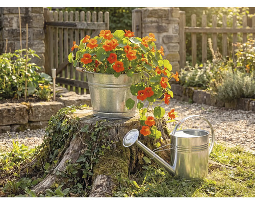 Verzinkte metalen emmer met oranje bloemen op een boomstam naast een zinken gieter in een lichte tuin met houten hek.