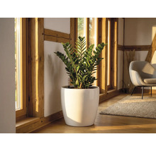 Zamioculcas plant in een witte glanzende plantenpot op houten vloer in een lichte kamer met houten balken en grote ramen.