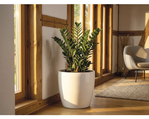 Zamioculcas plant in een witte glanzende plantenpot op houten vloer in een lichte kamer met houten balken en grote ramen.