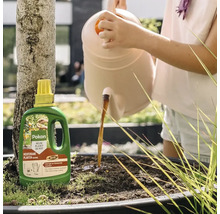 Een persoon giet vloeibare Pokon biologische voeding voor mediterrane planten uit een gieter in een plantenbak met een boom.