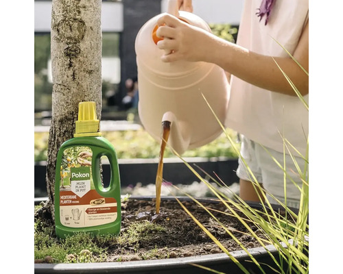 Een persoon giet vloeibare Pokon biologische voeding voor mediterrane planten uit een gieter in een plantenbak met een boom.