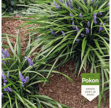 Leliegras Liriope muscari met violette bloemen in een tuinborder met boomschors en Pokon Logo.