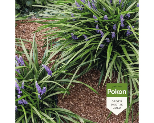 Leliegras Liriope muscari met violette bloemen in een tuinborder met boomschors en Pokon Logo.