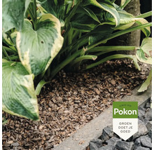 Pokon cacaodoppen als bodembedekking onder een Hosta in de tuin. Pokon Logo.