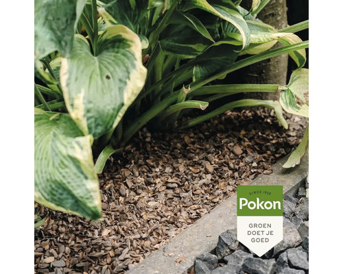 Pokon cacaodoppen als bodembedekking onder een Hosta in de tuin. Pokon Logo.