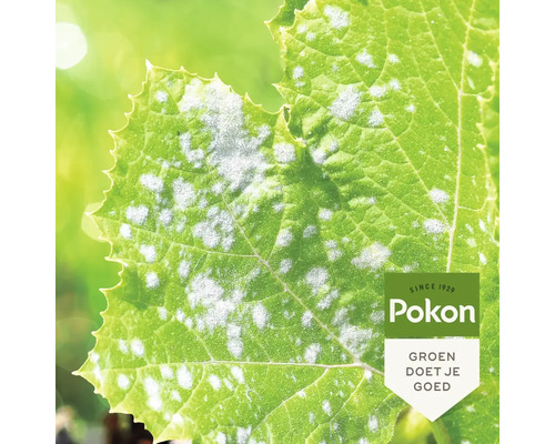 Blad met echte meeldauw en Pokon Logo.