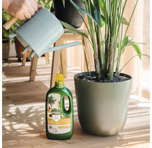 Een lichte scène met een persoon die een kamerplant in een pot op een houten vloer water geeft met Pokon vloeibare voeding en een gieter.