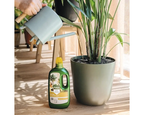 Een lichte scène met een persoon die een kamerplant in een pot op een houten vloer water geeft met Pokon vloeibare voeding en een gieter.