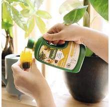 Persoon schenkt Pokon kamerplantenvoeding uit een fles in een maatdop voor een kamerplant.