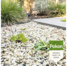 Kleine groene plantjes groeien tussen lichtgekleurd grind in een tuin met struiken op de achtergrond. Pokon Logo.