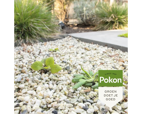 Kleine groene plantjes groeien tussen lichtgekleurd grind in een tuin met struiken op de achtergrond. Pokon Logo.
