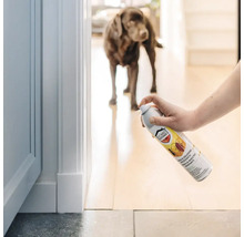 Toepassing van Home Defense Cure insectenspray tegen kruipend ongedierte in een lichte kamer met een hond op de achtergrond.
