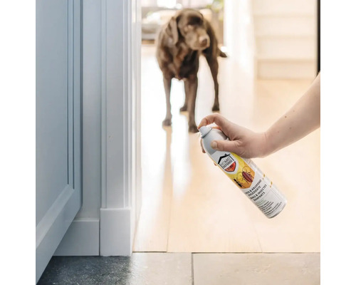 Toepassing van Home Defense Cure insectenspray tegen kruipend ongedierte in een lichte kamer met een hond op de achtergrond.