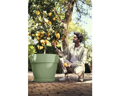 Man knielt naast een grote lichtgroene plantenpot met een citroenboom op een terras van bakstenen.