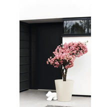 Roze bougainvillea in een crèmekleurige bloempot voor een moderne huisingang met een zwarte deur.