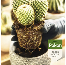 Handen in handschoenen zetten een cactus met wortelkluit in een pot. Pokon Logo.