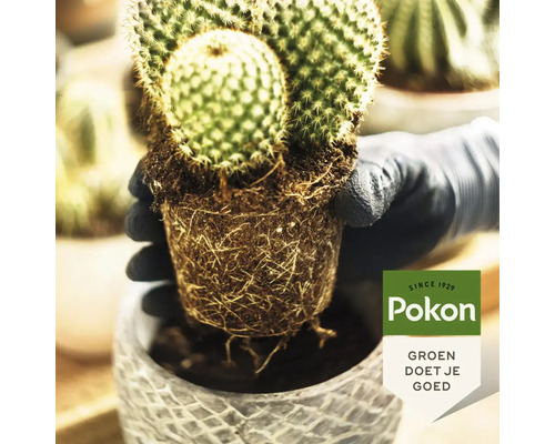 Handen in handschoenen zetten een cactus met wortelkluit in een pot. Pokon Logo.