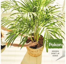 Een persoon plant een groene palm in een gevlochten mand met potgrond. Lichte, georganiseerde omgeving, Pokon Logo.
