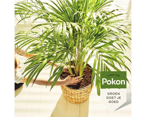 Een persoon plant een groene palm in een gevlochten mand met potgrond. Lichte, georganiseerde omgeving, Pokon Logo.