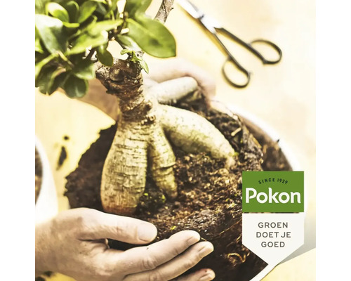 Handen houden een Ficus Ginseng bonsai vast tijdens het verpotten in potgrond, op de achtergrond een schaar. Pokon Logo.