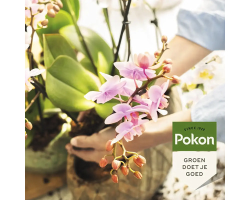 Handen houden een orchidee in een pot vast, Pokon Logo en slogan Groen doet je goed.
