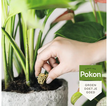 Een hand plaatst meststofkorrels in de aarde van een kamerplant in een grijze pot. Pokon Logo.