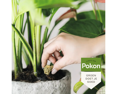 Een hand voegt Pokon plantenvoeding korrels toe aan de grond van een kamerplant in een grijze pot. Pokon Logo.