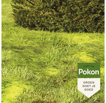 Gazon met mosgroei voor een haag met Pokon Logo.