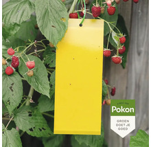 Gele plakstrip voor ongediertebestrijding hangend aan een frambozenplant tegen vliegende insecten. Pokon Logo.