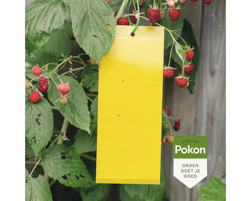 Gele plakstrip voor ongediertebestrijding hangend aan een frambozenplant tegen vliegende insecten. Pokon Logo.