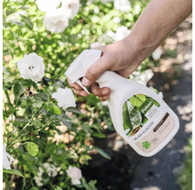 Een hand besproeit de bladeren van een rozenstruik met witte bloemen met Pokon Blad Schoon uit een witte spuitfles.
