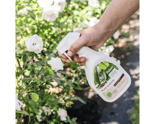 Een hand besproeit de bladeren van een rozenstruik met witte bloemen met Pokon Blad Schoon uit een witte spuitfles.