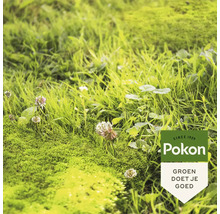 Detailopname van een groen gazon met gras, mos en klaverbloemen, met het Pokon Logo.