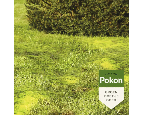 Gazon met mosgroei voor een haag met Pokon Logo.