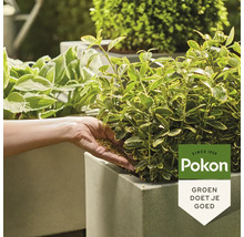 Een hand brengt korrelmeststof aan bij een bonte plant in een grijze vierkante plantenbak in de buitenlucht. Pokon Logo.