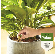 Een hand steekt een voedingskegel in de aarde van een kamerplant in een grijze pot. Pokon Logo.