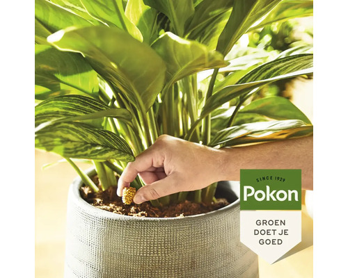 Een hand steekt een voedingskegel in de aarde van een kamerplant in een grijze pot. Pokon Logo.