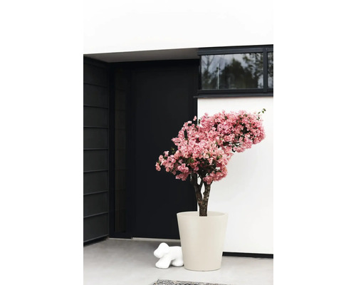 Roze bougainvillea in een crèmekleurige bloempot voor een moderne huisingang met een zwarte deur.