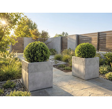 Moderne tuin met twee vierkante grijze plantenbakken van beton met ronde buxusbollen op een stenen terras in het zonlicht.