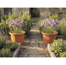 Twee grote terracotta bloempotten met paarse allium op een stenen pad in een kruidentuin met houten plantenbakken en stenen muren.