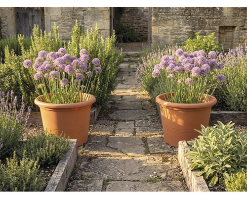 Twee grote terracotta bloempotten met paarse allium op een stenen pad in een kruidentuin met houten plantenbakken en stenen muren.