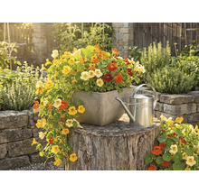 Kleurrijke Oost-Indische kers in een vierkante plantenbak op een boomstam naast een metalen gieter in een lichte tuin.