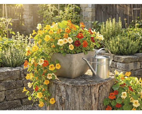 Kleurrijke Oost-Indische kers in een vierkante plantenbak op een boomstam naast een metalen gieter in een lichte tuin.