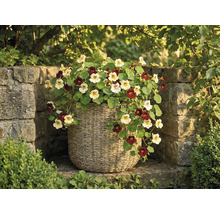 Oost-Indische kers met lichte en donkere bloemen in een gevlochten plantenmand voor een stenen muur in de tuin.