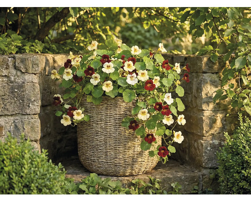 Oost-Indische kers met lichte en donkere bloemen in een gevlochten plantenmand voor een stenen muur in de tuin.