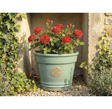 Lichtgroene keramische bloempot met bloemembleem, beplant met rode rozen, voor een stenen muur met klimop.